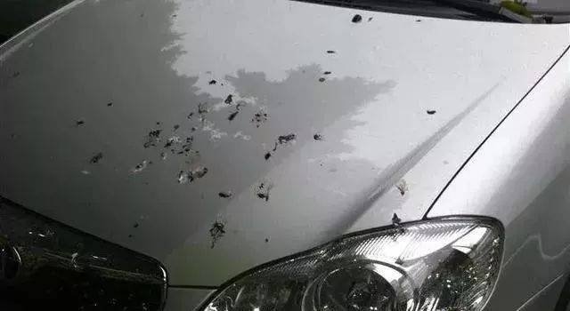 車漆上的鳥糞